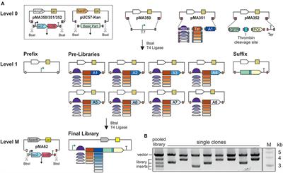 Selection of High Producers From Combinatorial Libraries for the Production of Recombinant Proteins in Escherichia coli and Vibrio natriegens